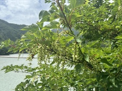 Acer capillipes, photograph (c) 岸本年郎, some rights reserved (CC BY)