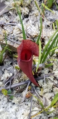 Sarracenia purpurea venosa
