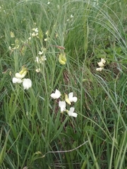 Lathyrus pallescens