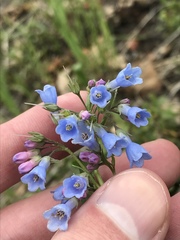 Mertensia lanceolata