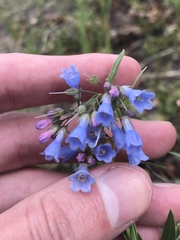Mertensia lanceolata