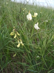 Lathyrus pallescens