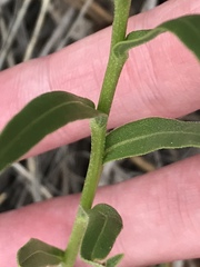 Mertensia lanceolata