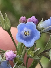 Mertensia lanceolata