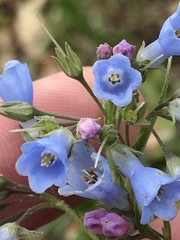 Mertensia lanceolata