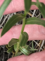Mertensia lanceolata