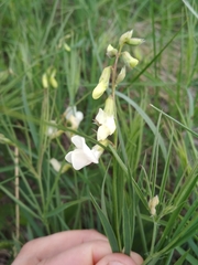 Lathyrus pallescens