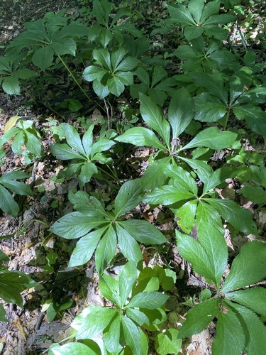 Helleborus orientalis