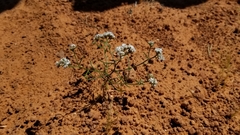 Ipomopsis gunnisonii