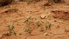 Ipomopsis polycladon