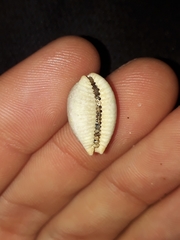 Staphylaea staphylaea