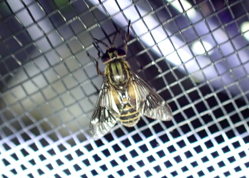 Sacken's Deer Fly photo 2