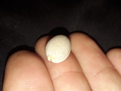 Staphylaea staphylaea