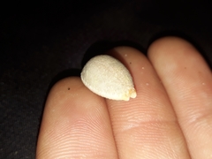 Staphylaea staphylaea