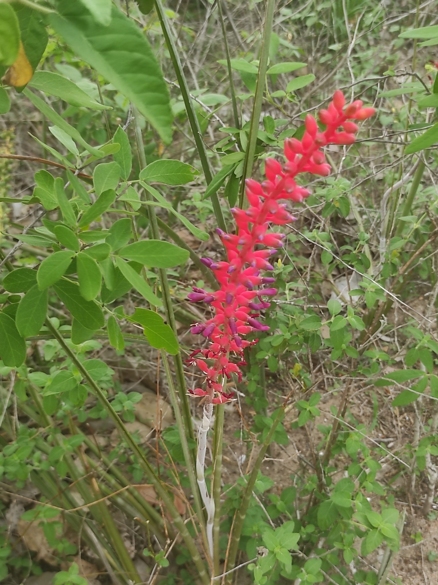 Imagem de Caroá