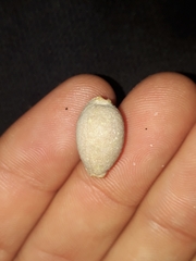 Staphylaea staphylaea