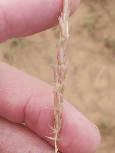 Image of Hilaria jamesii by no rights reserved