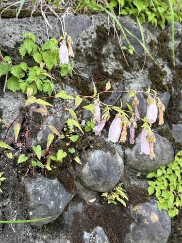 Campanula punctata