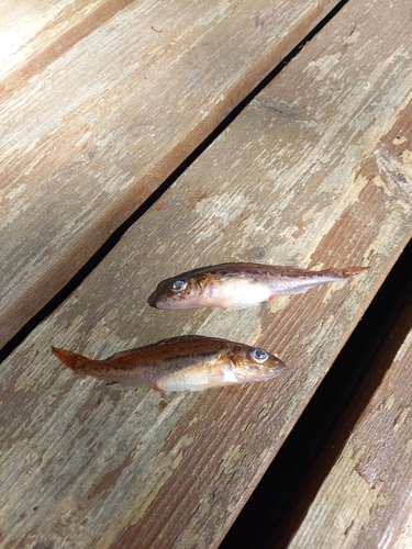 Ruffe balığı