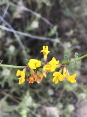 Acmispon watsonii