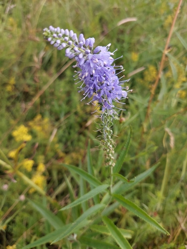 Long-leaved Speedwell