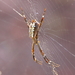 Radon Saint Andrew's Cross Spider - Photo (c) Summerdrought, some rights reserved (CC BY-SA)