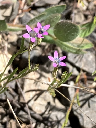 Image of Navarretia sinistra by (c) Aaron Liston, some rights reserved (CC BY)