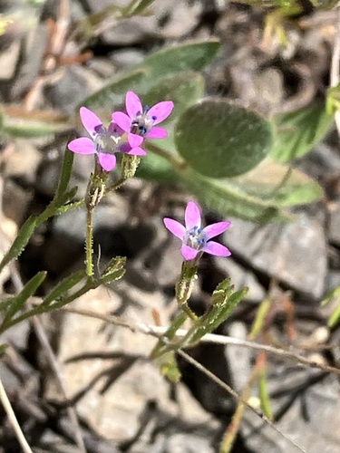 Image of Navarretia sinistra by (c) Aaron Liston, some rights reserved (CC BY)