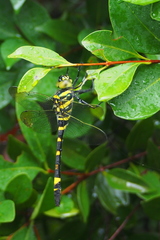 Epophthalmia elegans