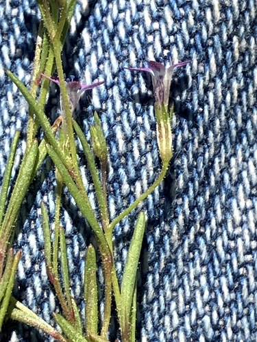 Image of Navarretia sinistra by (c) Aaron Liston, some rights reserved (CC BY)
