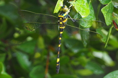 Epophthalmia elegans