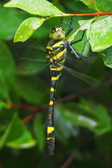 Epophthalmia elegans