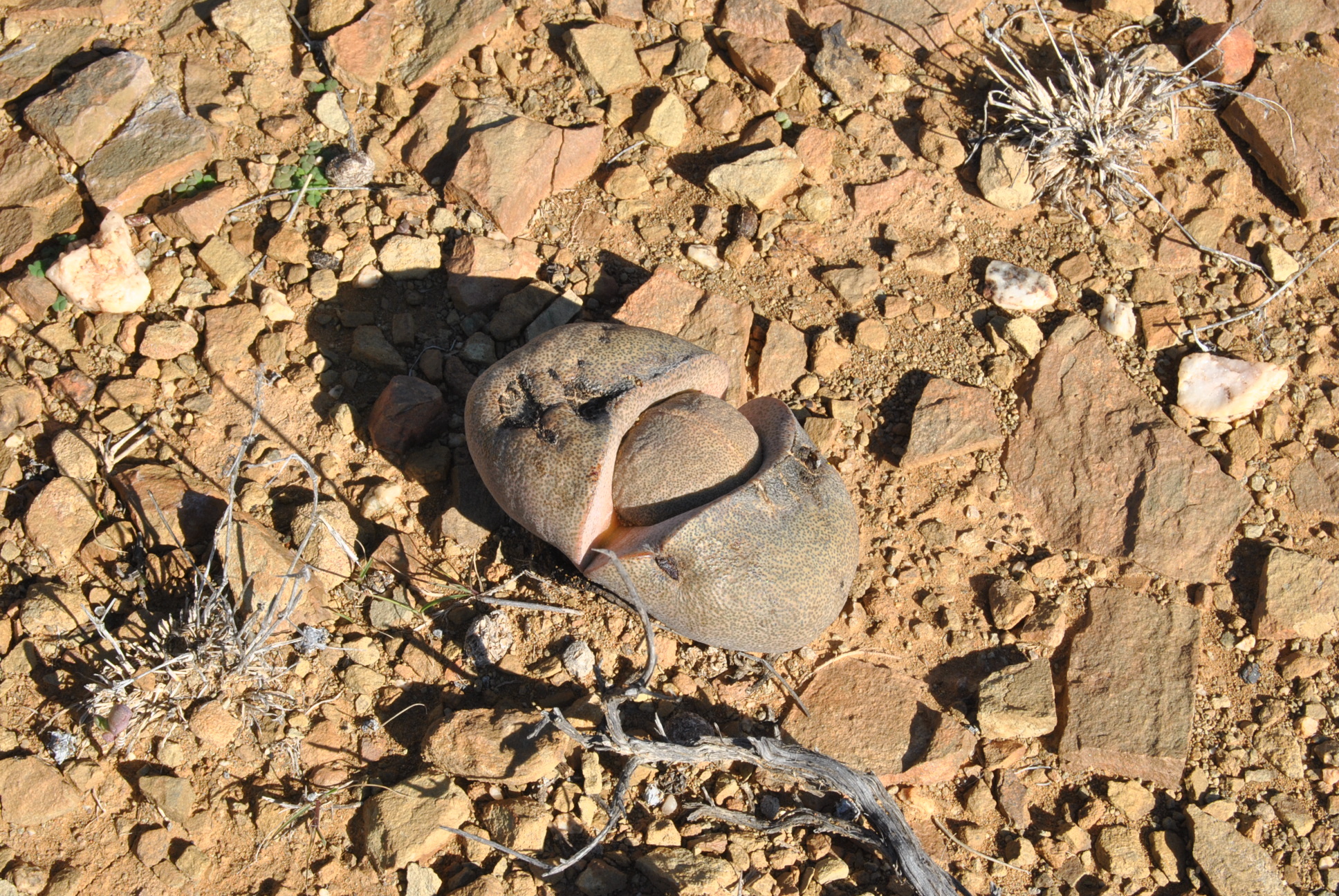 Imagem de Pedra-viva