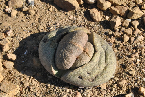 Pleiospilos tricolor N.E.Br.