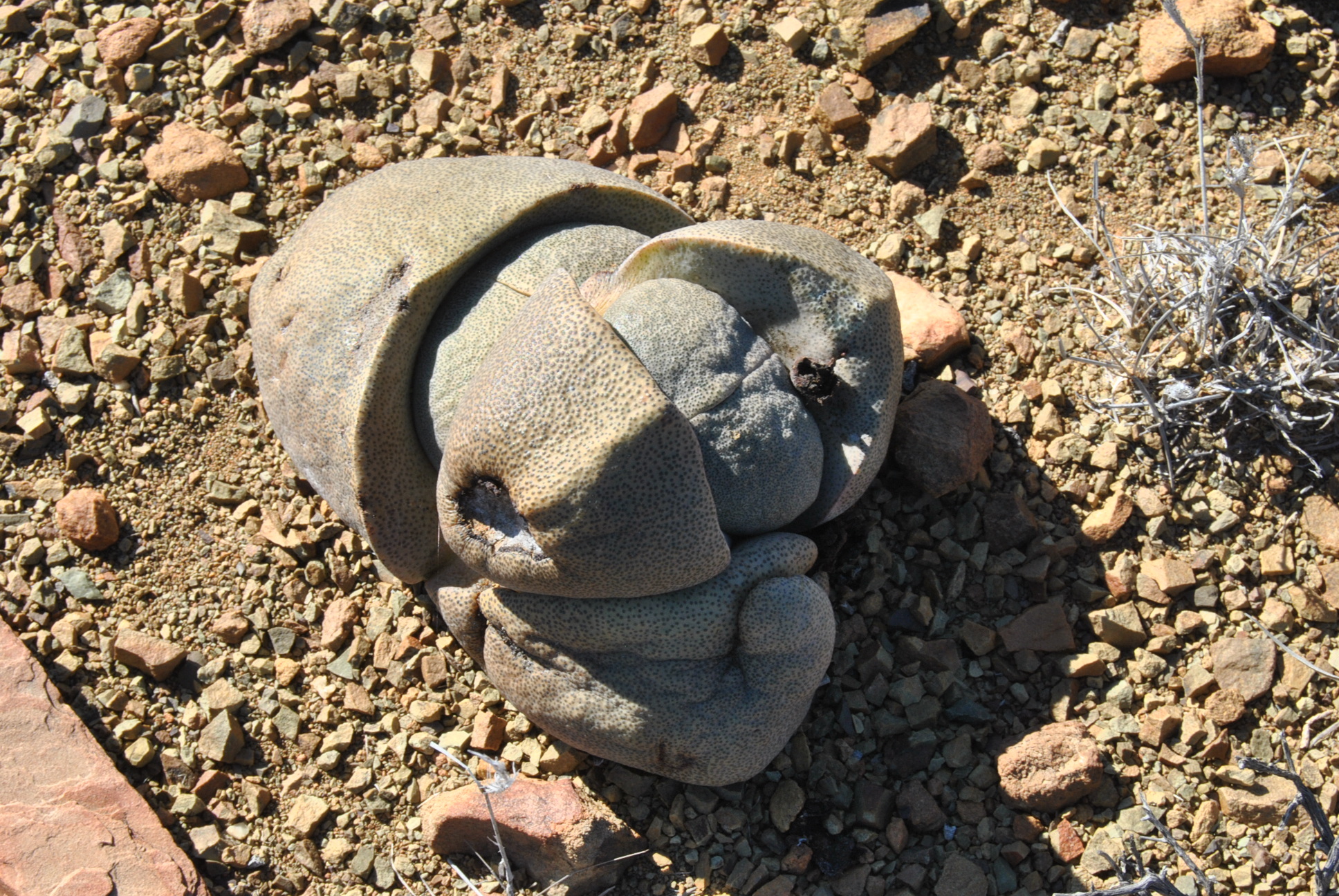 Imagem de Pedra-viva