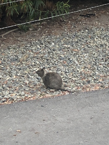 iNaturalist observation photo of California Ground Squirrel