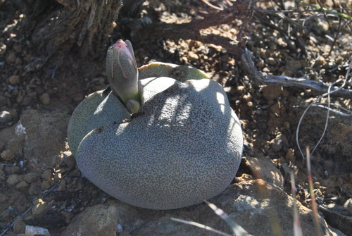 Foto de Pedra-viva