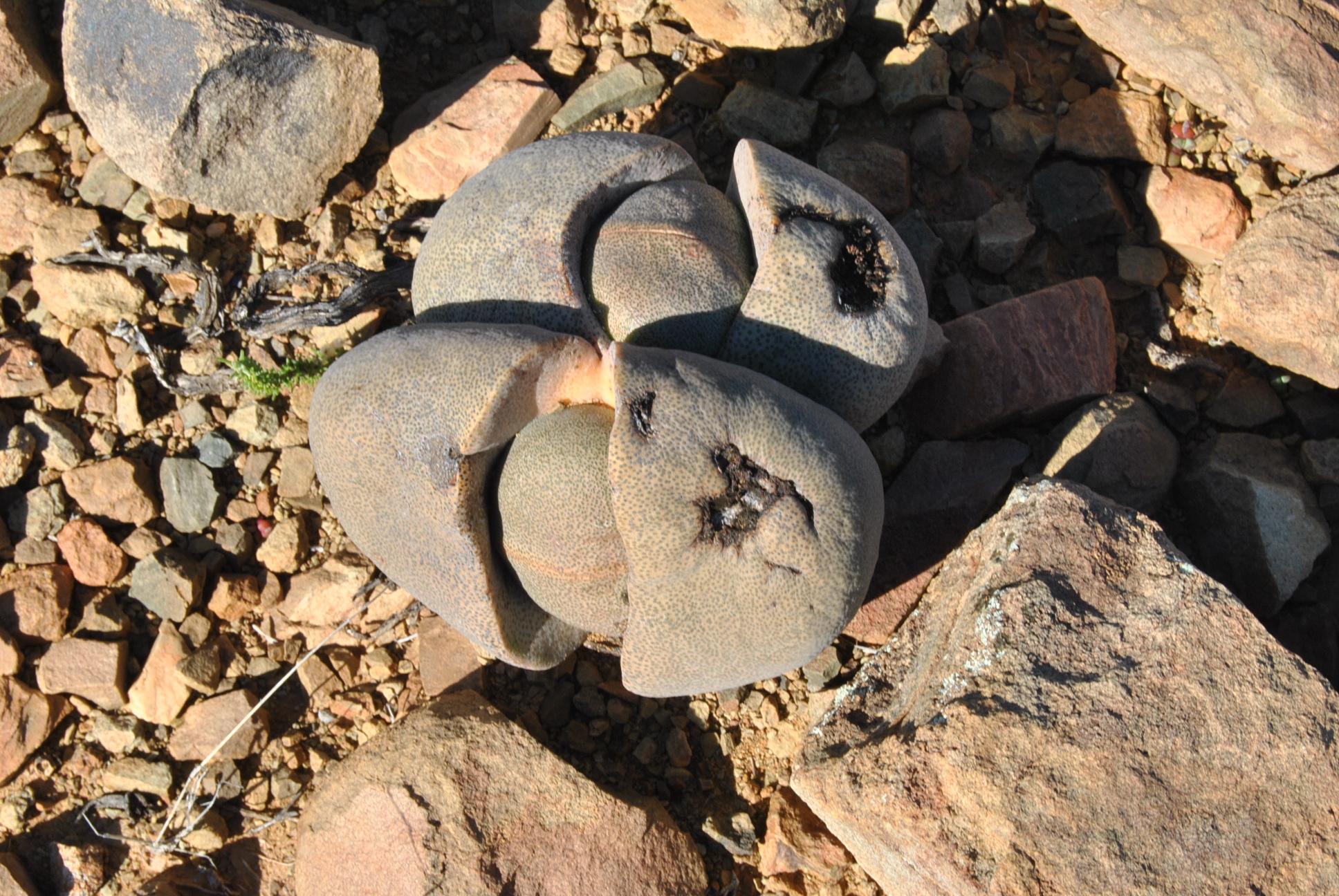 Imagem de Pedra-viva