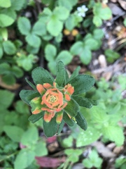 Castilleja latifolia