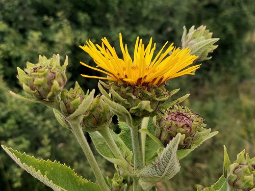 Elecampane