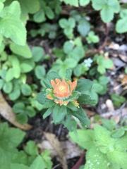Castilleja latifolia