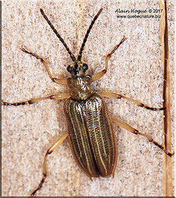 Neohaemonia melsheimeri