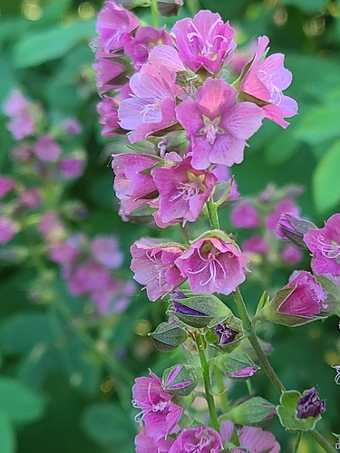 Sidalcea cusickii, photograph 3