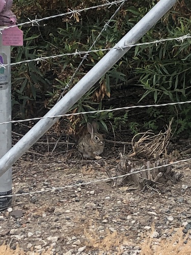 iNaturalist observation photo of Desert Cottontail