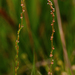 Triglochin palustris - Photo (c) Bart  Wursten, μερικά δικαιώματα διατηρούνται (CC BY-NC-SA)