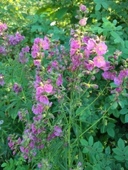 Sidalcea cusickii
