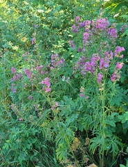 Sidalcea cusickii, photograph (c) Gail A Baker, some rights reserved (CC BY)