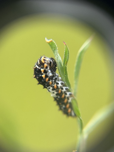 Papilio machaon