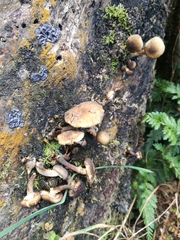 Armillaria limonea