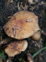 Armillaria limonea